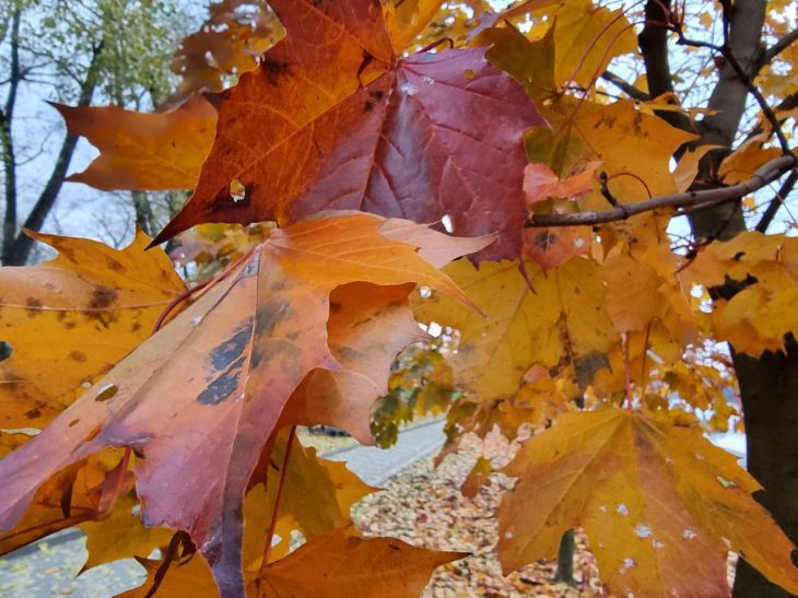 feuilles