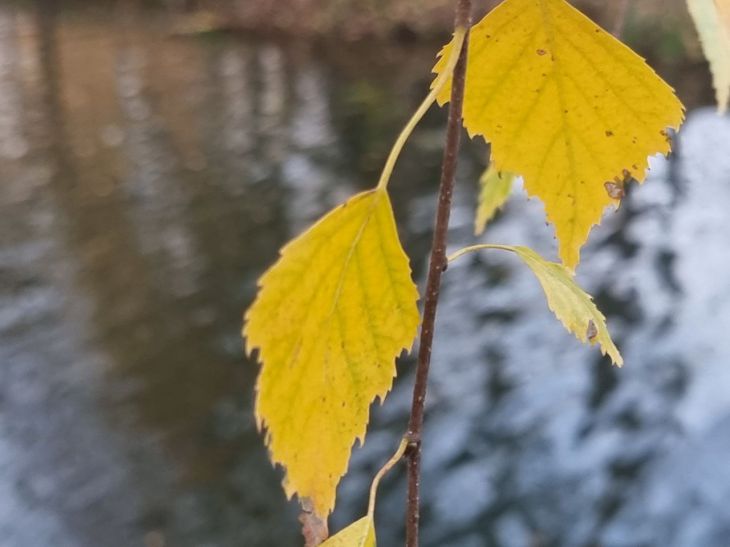 feuilles