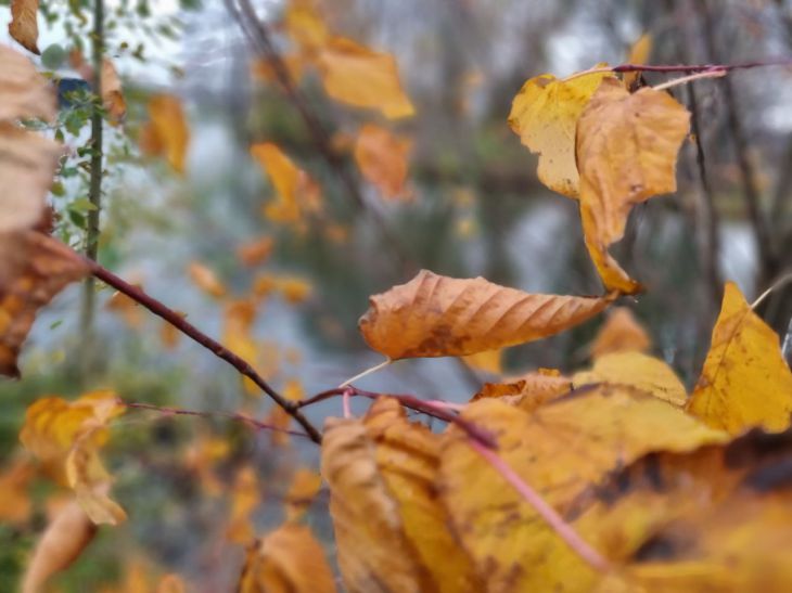 leaves