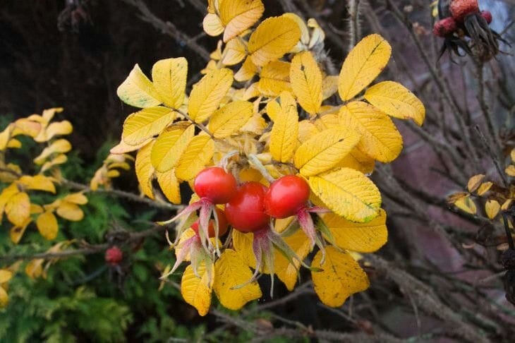 Rose hip