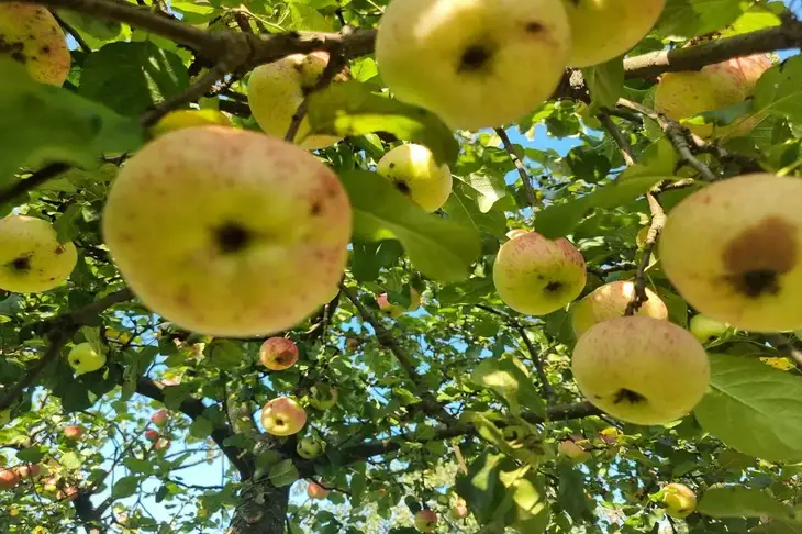 Manzana