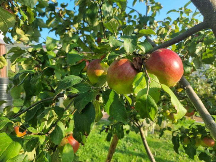 manzana