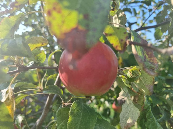 manzana