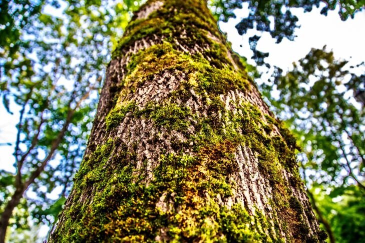 Árbol