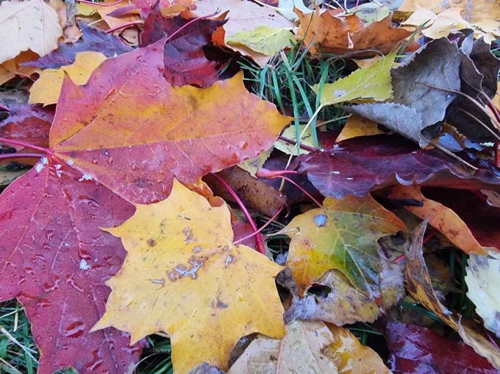 Leaves Autumn