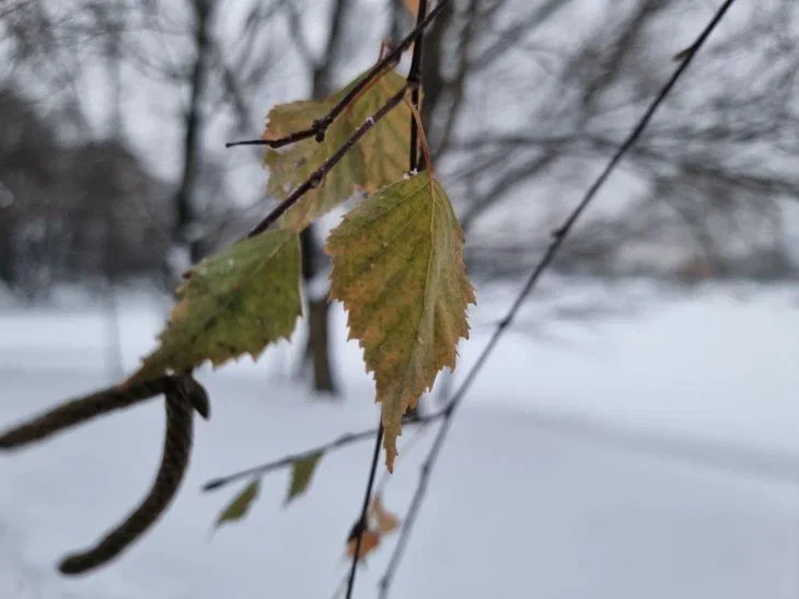 Blätter Winter