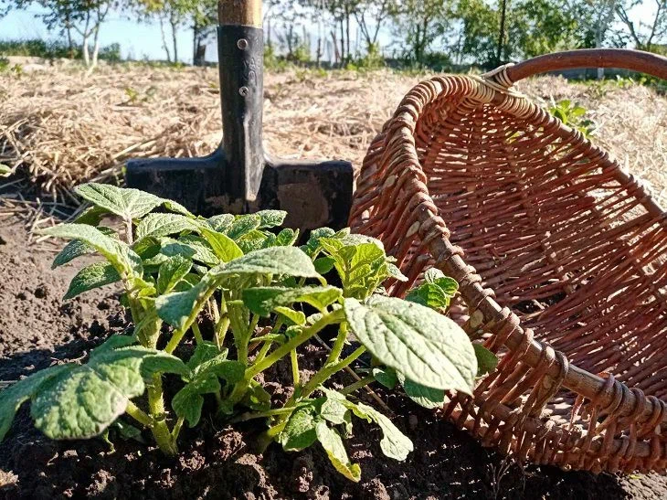 Pelle de potager