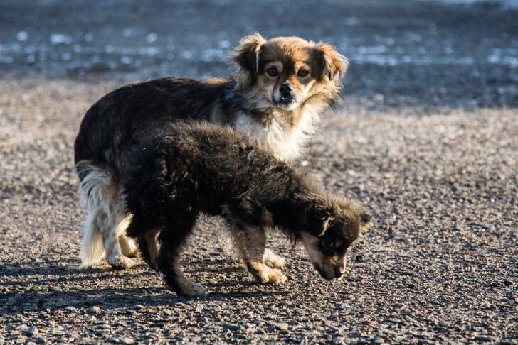 Perros