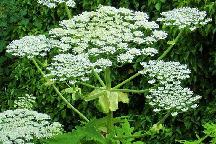 Hogweed