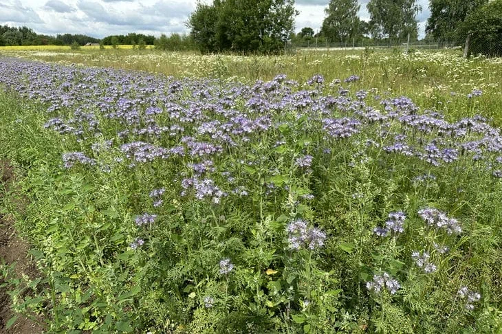 Phacelia