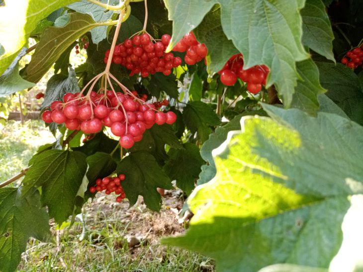 Viburnum