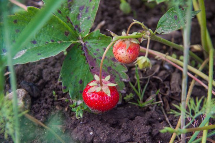 strawberry