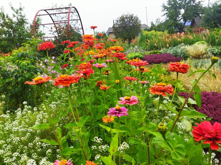 parterre de fleurs