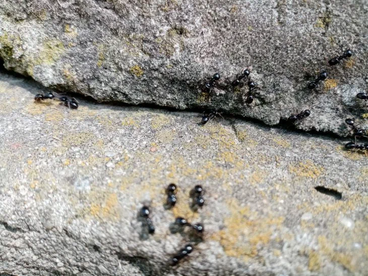 Ants