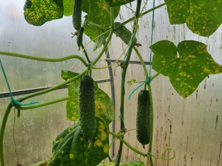 Cucumbers