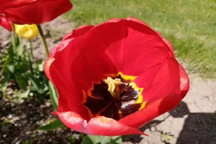 Tulip