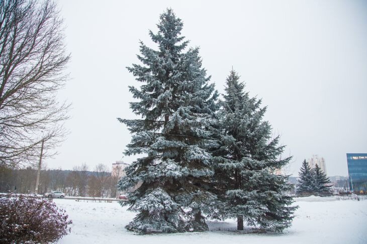 árbol de Navidad