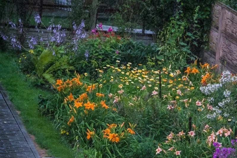 Flowerbed Flowers