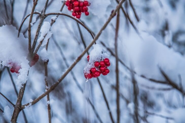 Winter Berries