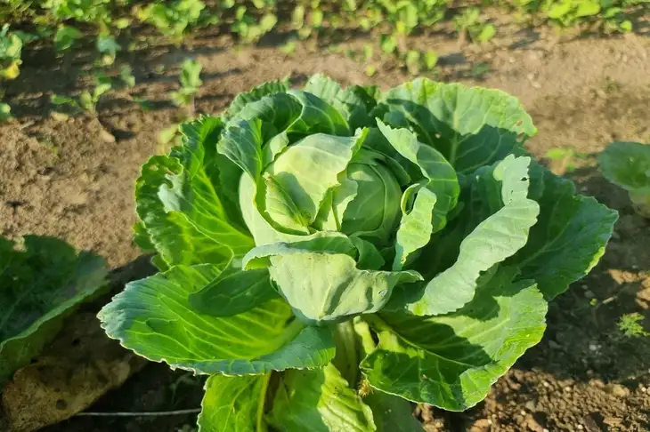 Cabbage