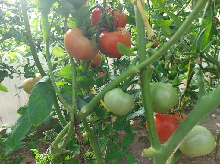 Tomates