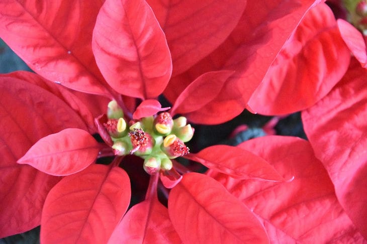 Poinsettia