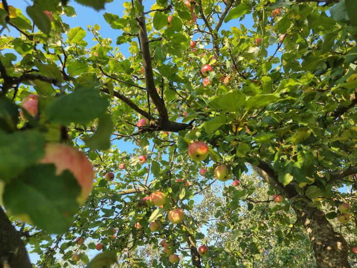 apple trees