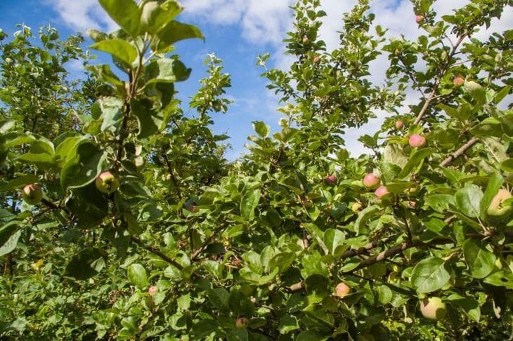 Manzana