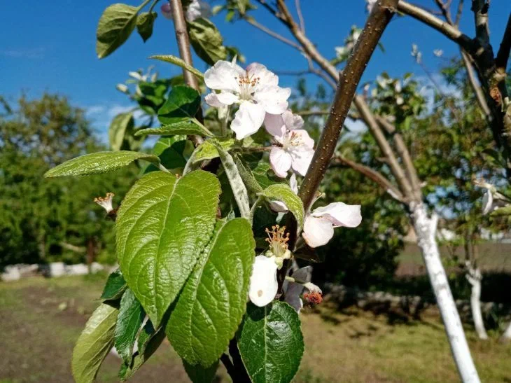 Flor del manzano