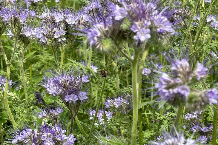 Phacelia