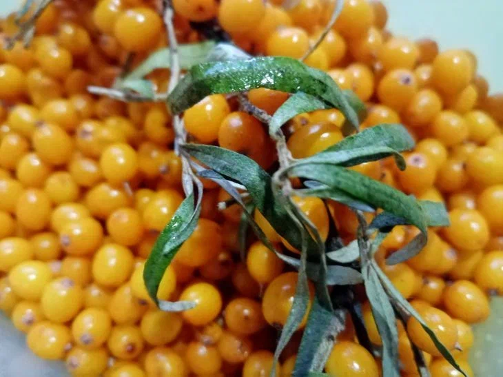 Sea buckthorn