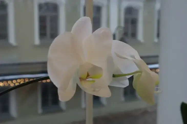 Orquídea