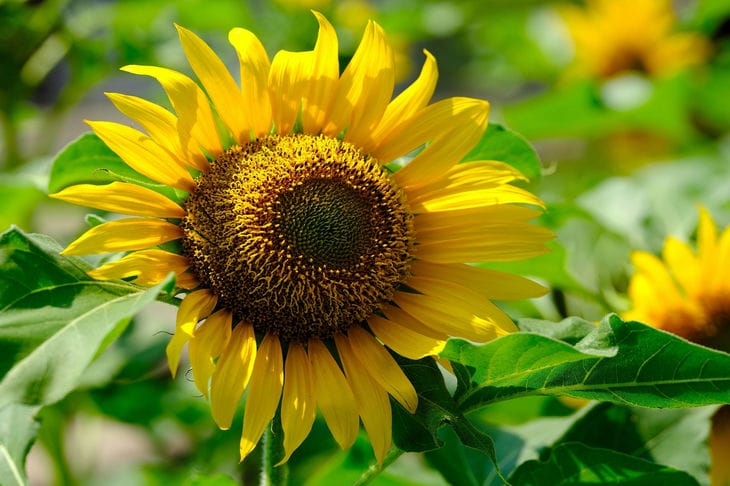 Sunflower