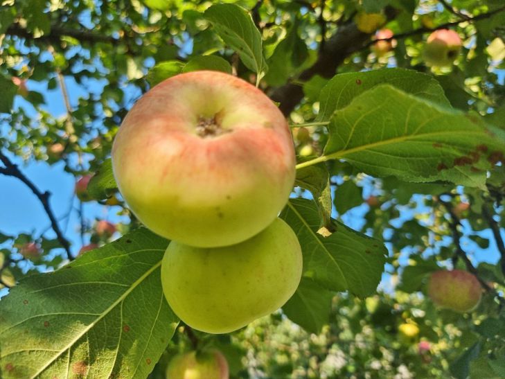 manzana