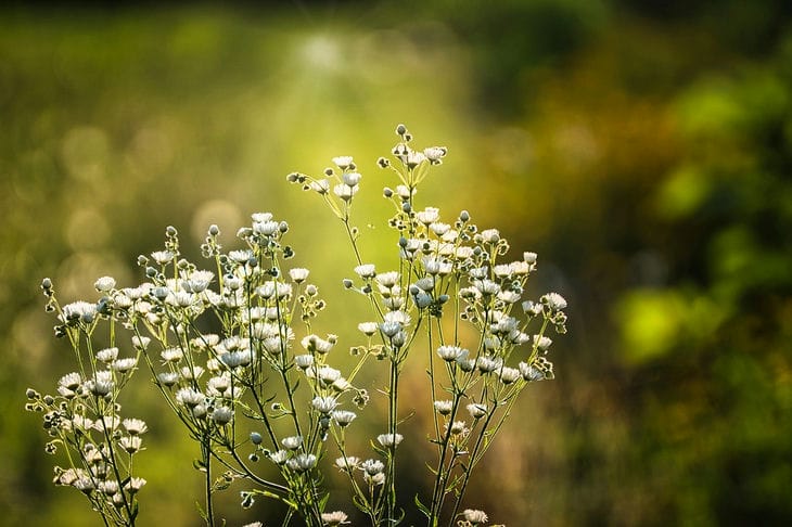 Fleurs