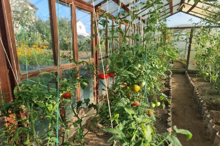 planting tomatoes