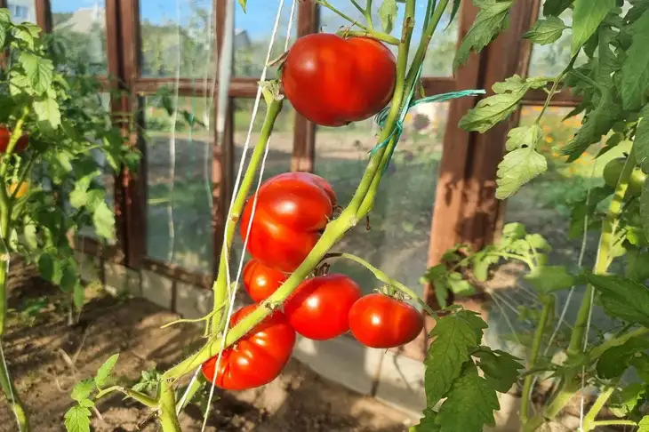 Tomates