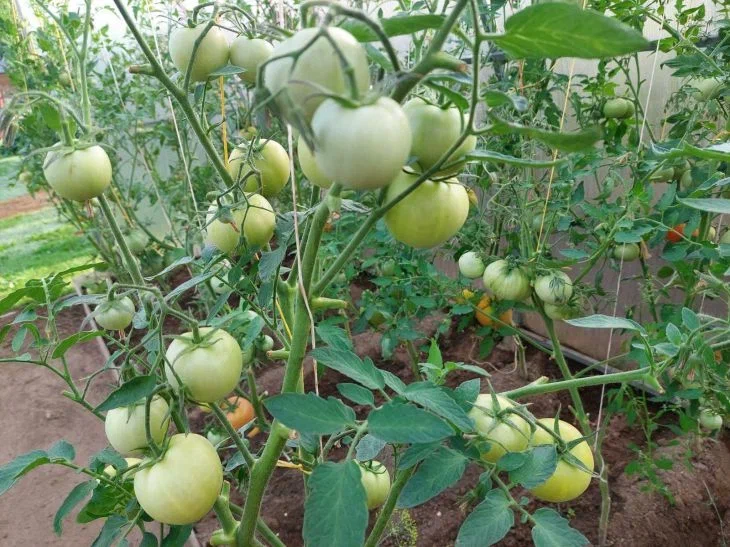 Tomatoes