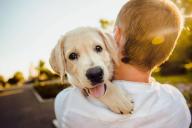 Scientifiques : les chiens et les humains traitent la parole de la même manière