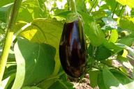 Eggplant