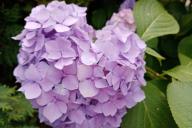 Hortensia