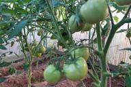 Tomates