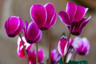 Cyclamen