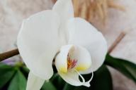 Orquídea