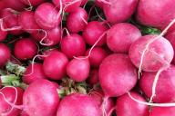 Radish