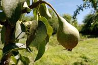 Poire