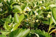 Strawberry Flowers