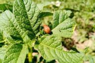 Colorado beetle 