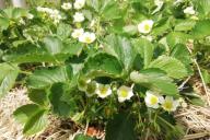 Strawberry Flowers