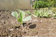 Cabbage Seedlings